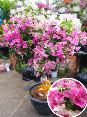 Chậu Bông Giấy Hồng Gân