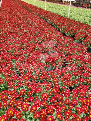 Bảng giá hoa cảnh tết Giáp Thìn 2024