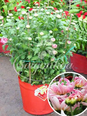 Hoa Cúc Đại Đóa Tím