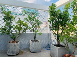 Cùng Sài Gòn Hoa Tậu Cây Bóng Mát-Ưu Đãi Bát Ngát