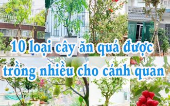 Cay An Qua Duoc Trong Nhieu Cho Canh Quan
