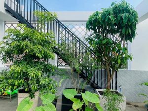 Cùng Sài Gòn Hoa Tậu Cây Bóng Mát-Ưu Đãi Bát Ngát
