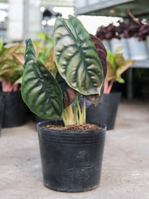 Cây Môn Rồng Đỏ