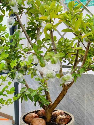Cùng Sài Gòn Hoa Tậu Cây Bóng Mát-Ưu Đãi Bát Ngát