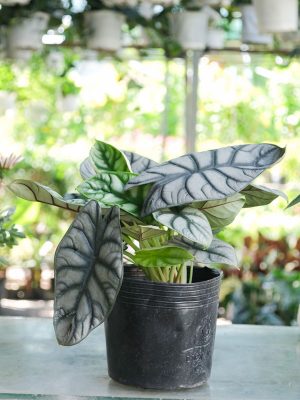 Cây Môn Rồng Bạc