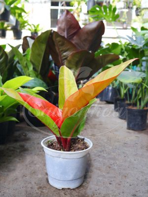 Cây Trầu Bà Đế Vương Cam