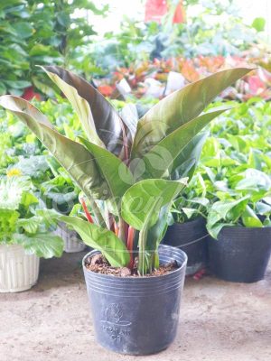 Cây Trầu Bà Đế Vương Nâu