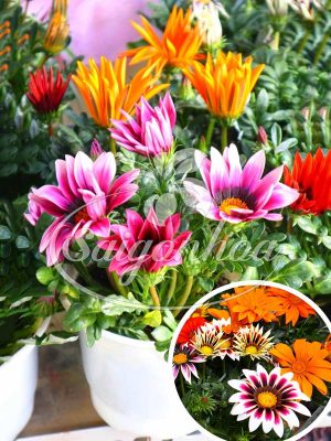 Hoa Cúc Huân Chương