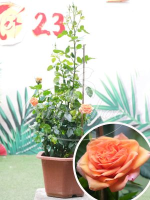 Hoa Hồng Honey Caramel