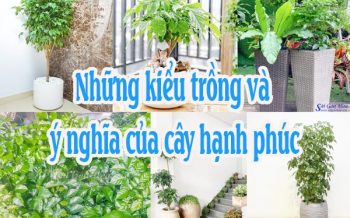 Nhung Kieu Trong Va Y Nghia Cua Cay Hanh Phuc