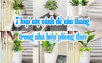 7 Loai Cay Canh De Cau Thang Hop Phong Thuy