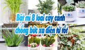 8 Loai Cay Canh Chong Buc Xa Dien Tu