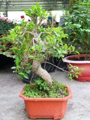 Cây Si Bonsai Cảnh