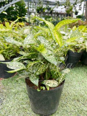 Cây Trúc Nhật Đốm