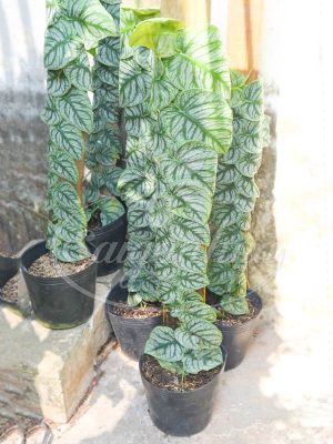 Dây Tắc Kè Bạc