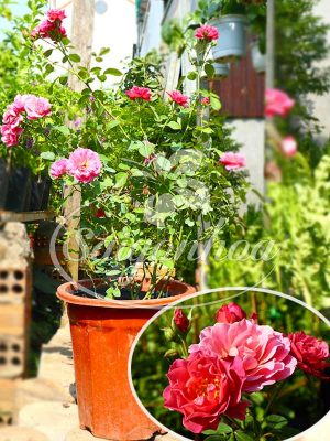 Cây Hoa Hồng Nhật Aoi