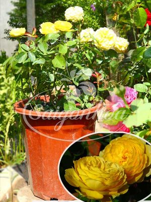 Hoa Hồng Vàng Catalina