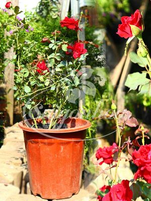 Hoa Hồng Cổ Hải Phòng