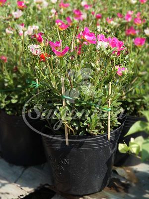 Cây Mười Giờ Sam