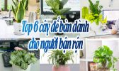 Top 6 Cay De Ban Cho Nguoi Ban Ron