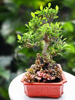 Chậu Si Bonsai Tiểu Cảnh Thưởng Ngoạn