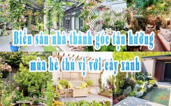 Bien San Nha Thanh Goc Tan Huong Thu Vi