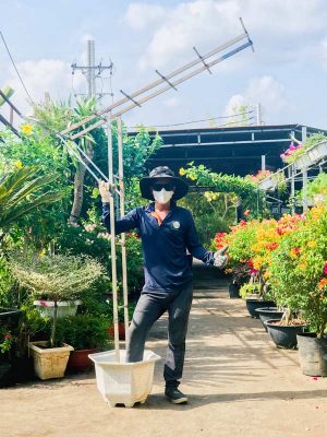 Bộ Giàn Leo Kèm Chậu