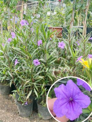 Cây Hoa Chiều Tím