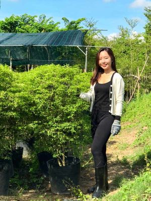 Cây Mai Chiếu Thủy Sân Vườn