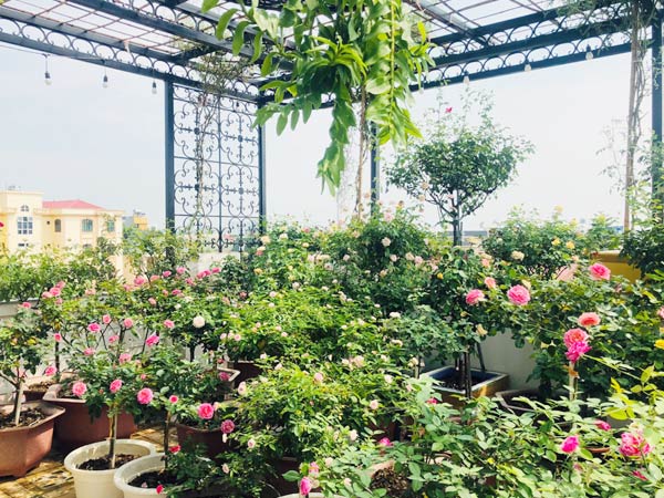 Thiết kế không gian xanh cho nhà phố