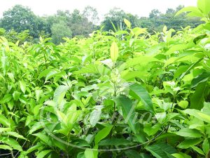 BIG SALE CÂY CÔNG TRÌNH BÙNG NỔ TẠI SÀI GÒN HOA