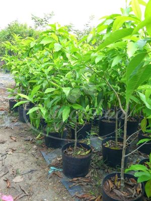 BIG SALE CÂY CÔNG TRÌNH BÙNG NỔ TẠI SÀI GÒN HOA