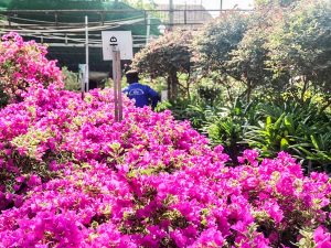 Xu hướng thiết kế đường hoa xuân- tiểu cảnh Tết