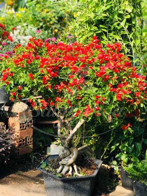 Chậu Cây Bông Giấy Đỏ