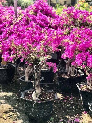 Cây Hoa Giấy Cẩm Thạch Bonsai