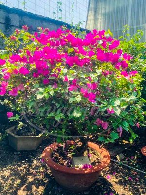 Cây Bông Giấy Hồng