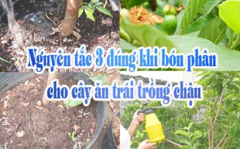 Nguyen Tac 3 Dung Khi Bon Phan Cho Cay An Trai