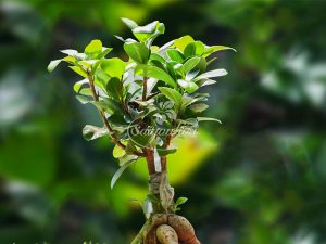 si-bonsai-mini