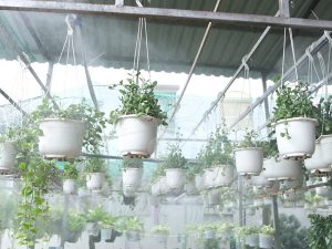 Dịch vụ thi công lắp đặt hệ thống tưới tự động sân vườn