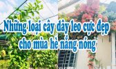 Nhung Loai Cay Day Leo Cuc Dep Cho Mua He