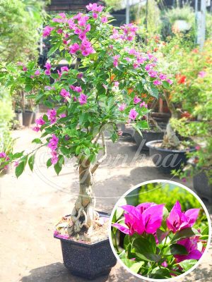 Cây Bông Giấy Cánh Bướm Tím