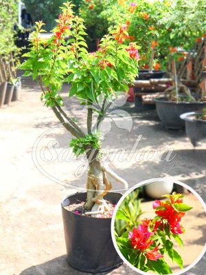 Cây Bông Giấy Mỹ Đuôi Chồn