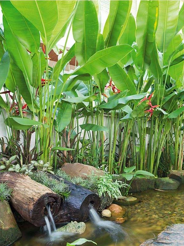 cây chuối đuôi cá đứng