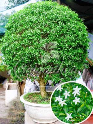 Chậu Mai Vạn Phúc Côn Tròn Đại