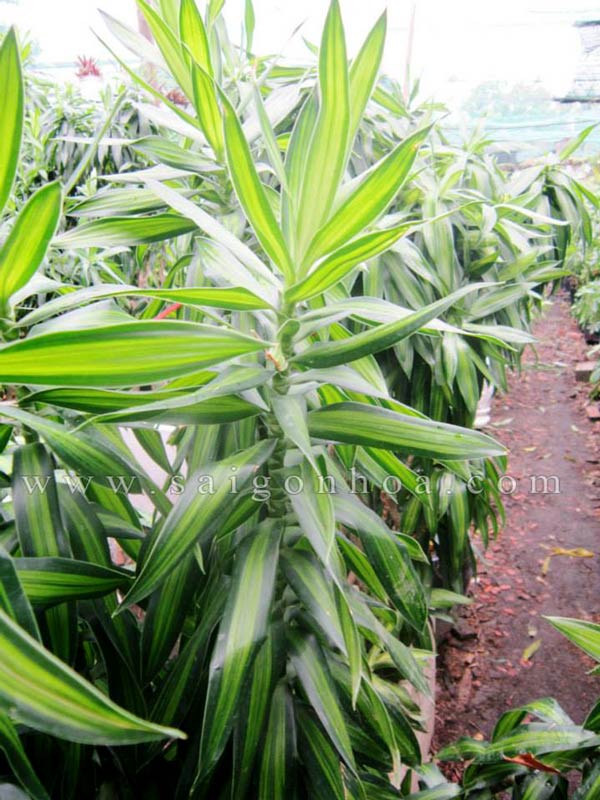 cây trúc bách hợp