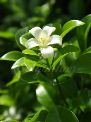 BIG SALE CÂY CÔNG TRÌNH BÙNG NỔ TẠI SÀI GÒN HOA