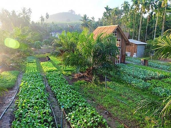 Xu hướng thiết kế sân vườn homestay