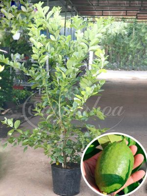 Cây Chanh Mỹ Sân Vườn