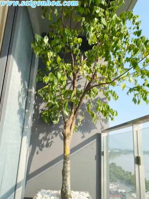 Cây Khế Trồng Sân Vườn