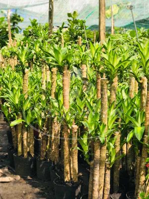 BIG SALE CÂY CÔNG TRÌNH BÙNG NỔ TẠI SÀI GÒN HOA
